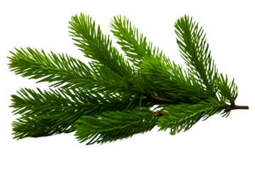 Christmas branch fir tree on white