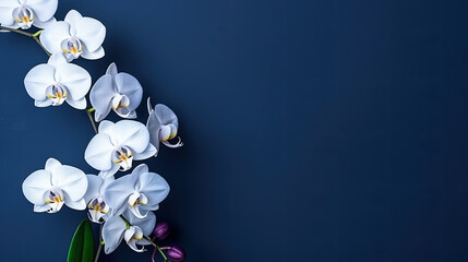 Fototapeta na wymiar white orchid on blue background, beautiful orchid on dark blue background,with copy space