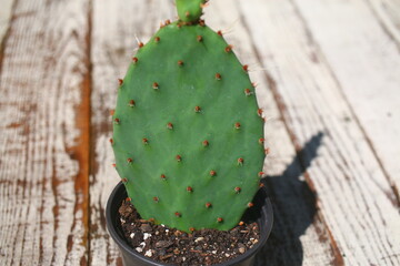 Opuncja kolczasta kaktus opuntia
