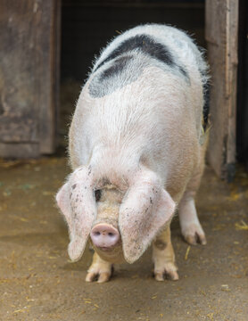 Gloucester Old Spot Sow in pigpen. Animal farm in Northern California.