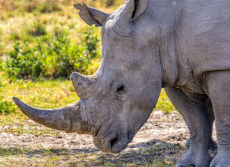 rhino head  close up , walking in the savannah in a sunny day