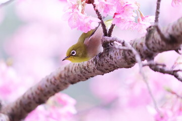 春の美しい桜とメジロ