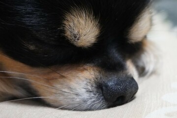 眠るブラックタンの犬の顔クローズアップ