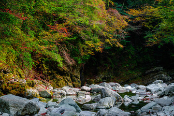 Beautiful view of red maple leaves by the river in autumn, Yasui Gorge in Kochi Prefecture in Japan, Nature or outdoor, High resolution over 50MP