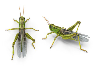 green grasshopper isolated on transparent background - obrazy, fototapety, plakaty