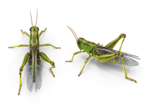 green grasshopper isolated on transparent background