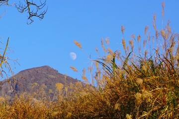 秋のえびの高原　ススキと昼の月