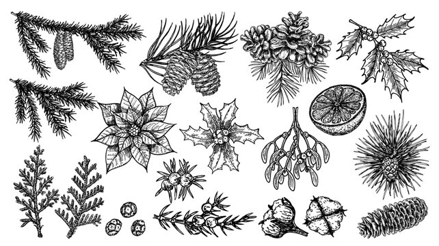Christmas traditional Winter holiday plants. Holly, mistletoe, poinsettia, pine cone, cotton, juniper, fir tree. Botanical vintage sketch set. For greeting, invitation card banner. and drawn vector