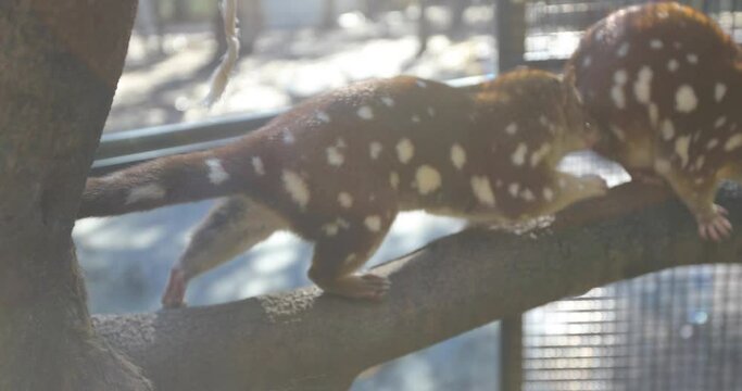 Quolls plays in tree