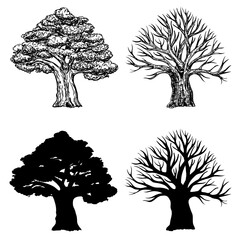 Oak with leaves and winter oak without leaves. Silhouette of an oak tree. Vector hand drawn illustration of big tree isolated on white background. Oak crown in sketch style.