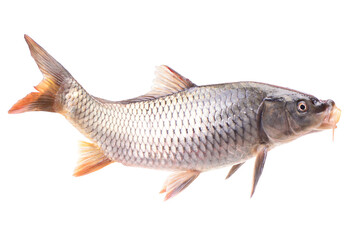 Fish  carp isolated on white
