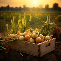 Yellow onions harvested in a wooden box with field and sunset in the background. Natural organic fruit abundance. Agriculture, healthy and natural food concept. Square composition. - obrazy, fototapety, plakaty