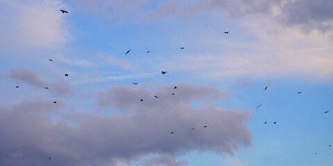夕焼空にカラスの大群のシルエット　ワイド