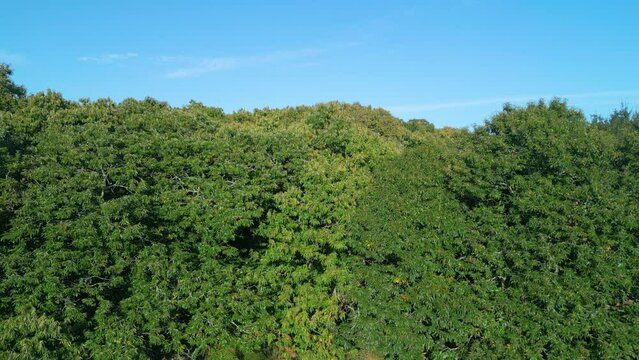 Trees In Lush Foliage Against Sunny Blue Sky. Seamless Forest Vegetation. aerial descend