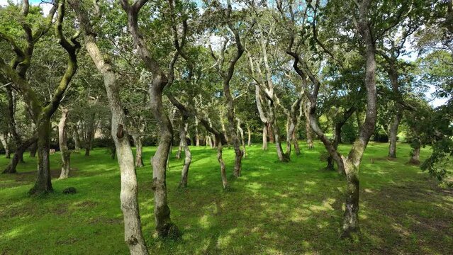 Exotic Forest With Dense Woods In Fresh Green Grass In Carballeira Municipal de Baio, Spain. Sideways