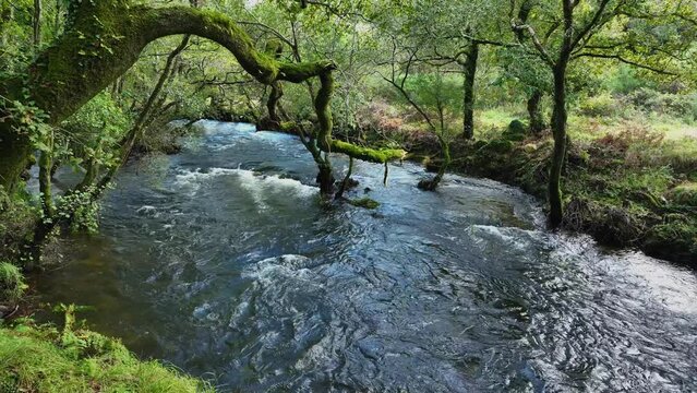 Rushing River In Tropical Forest Hike Of Carballeira Municipal de Baio, Spain. Pullback Shot