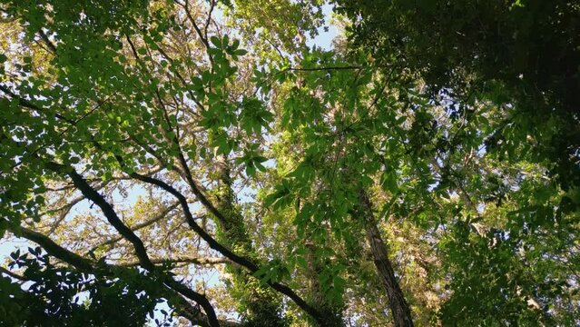 Looking Up At Tropical Forest Trees In Autumn Foliage In Spain. low angle