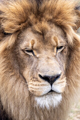 Fototapeta na wymiar Kopf eines Löwen Männchen frontal
