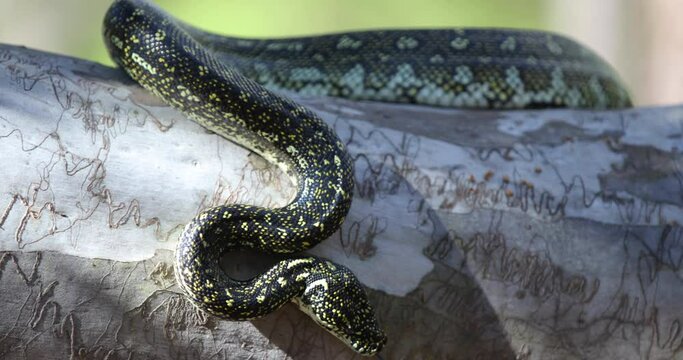 Snake slithering across tree branch