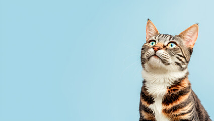 tabby kitten looks up on blue background with copy space. cat isolated on blue background with copy space. close up