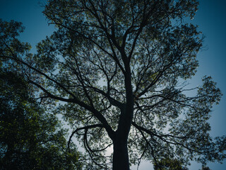 silhouette of a tree