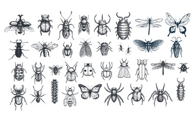 set of bugs hand drawn illustration