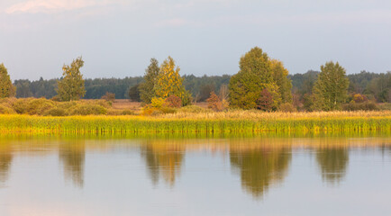 Trees with reeds on a lake in summer