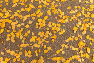 Fallen birch leaves on an asphalt road as a background. Autumn