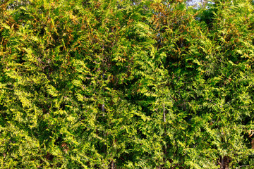 Green coniferous thuja as an abstract background