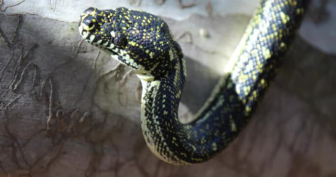 Beautiful Snake head hissing and moving - close up