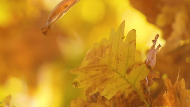 Vibrant autumn leaf in focus with a golden foliage backdrop.