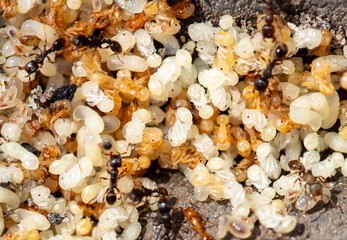 Close up of red ant eggs. Macro