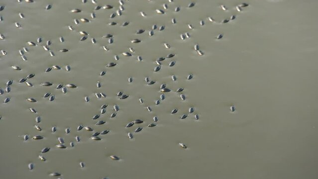 Whirligig beetles swimming on top of the water