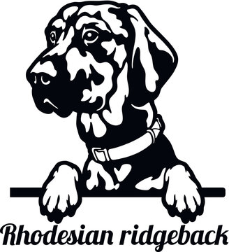 Rhodesian ridgeback - Color Peeking Dogs - breed face head isolated on white