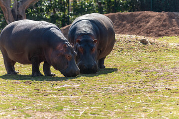 Couple Of Hippos In A Sunny Day In A Zoo In Italy