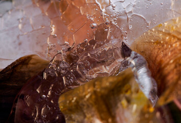 Frozen flowers lily in ice cube