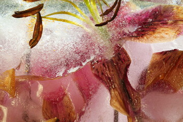 Frozen flowers lily in ice cube
