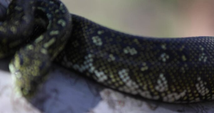 Extreme close up on snake body - panning shot