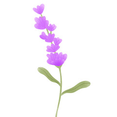 Naklejka na ściany i meble lavender flower