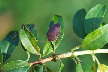 Green shield bug (Palomena prasina) of the family Pentatomidae in its brown winter colours on a...