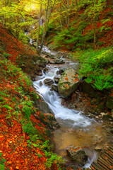 Autumn colors. Colorful image of tree leaves in autumn.
