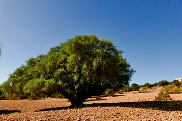 Il paesaggio dell’arganier, nella regione che va da Essaouira fino al corso del fiume...