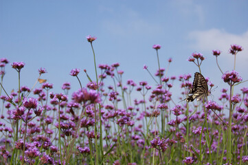 purple flowers in the field