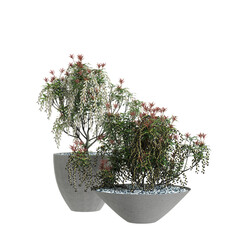 3d illustration of set houseplant pieris japonica isolated on transparent background