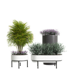 3d illustration of set houseplant isolated on transparent background