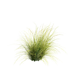 3d illustration of Zebrinus grass isolated on transparent background
