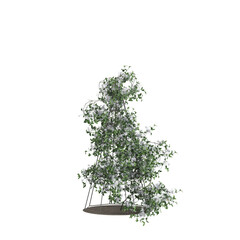 3d illustration of Clematis terniflora tree isolated on transparent background