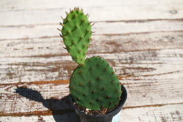 Opuncja kolczasta kaktus opuntia