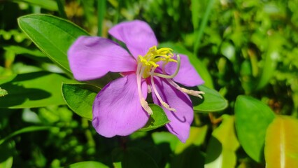 wild plant that produces purple flower