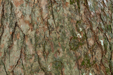 dry tree bark texture and background, nature concept
